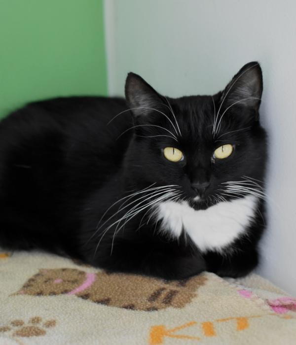 Enlarge Panda, a Adoptable Domestic Medium Hair in Marietta, GA image 3/6
