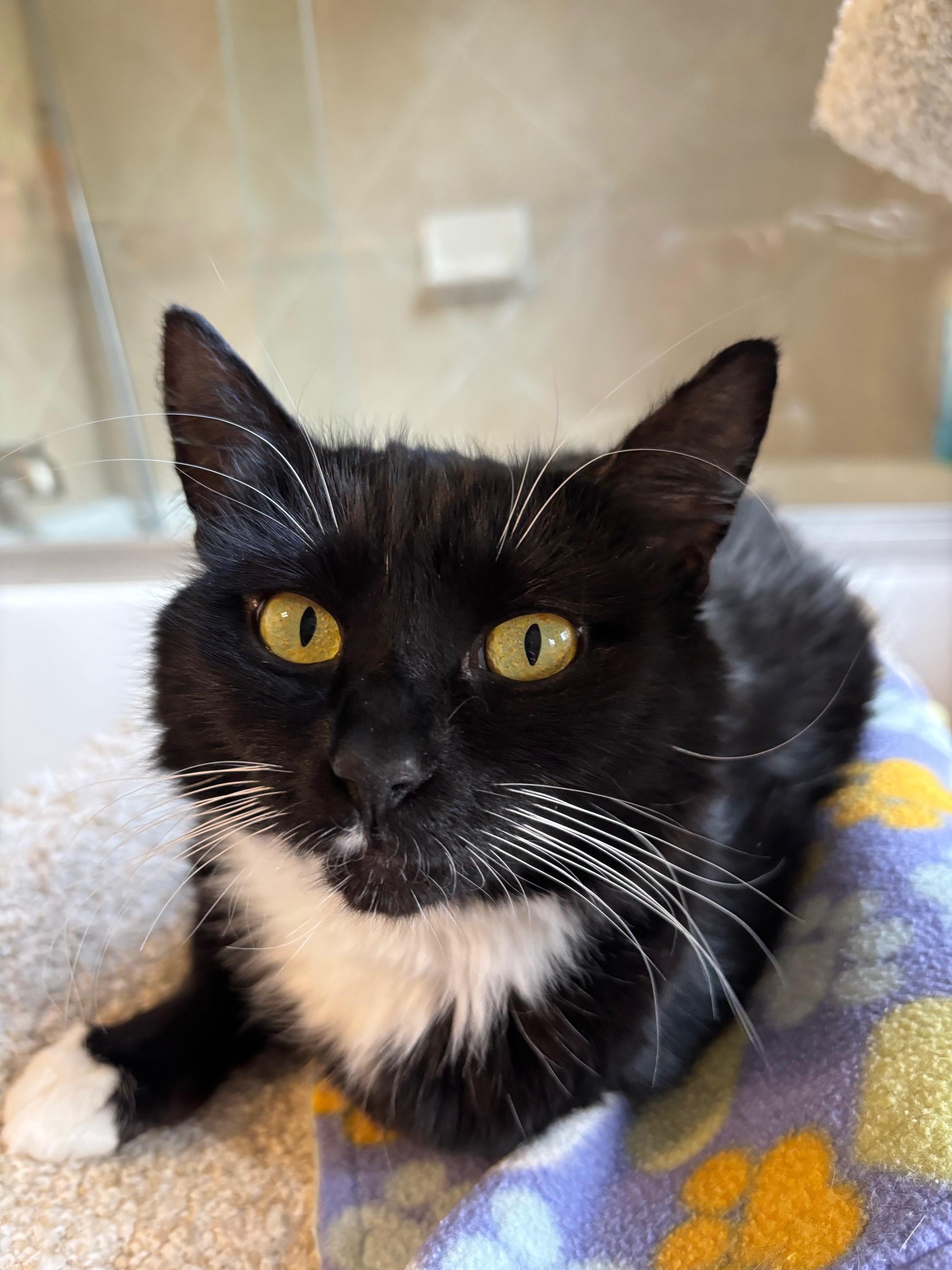 Enlarge Panda, a Adoptable Domestic Medium Hair in Marietta, GA image 4/6