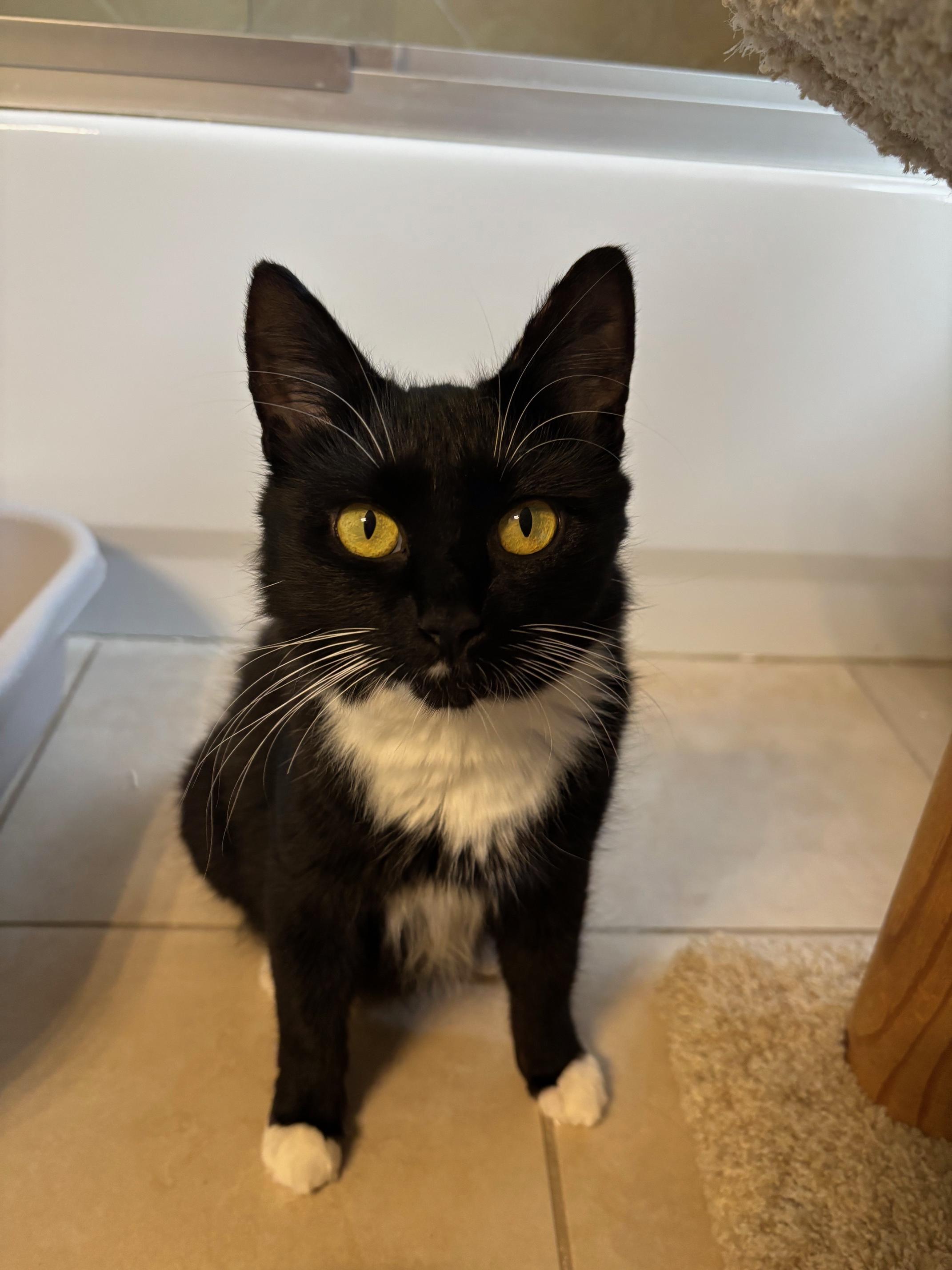 Enlarge Panda, a Adoptable Domestic Medium Hair in Marietta, GA image 5/6