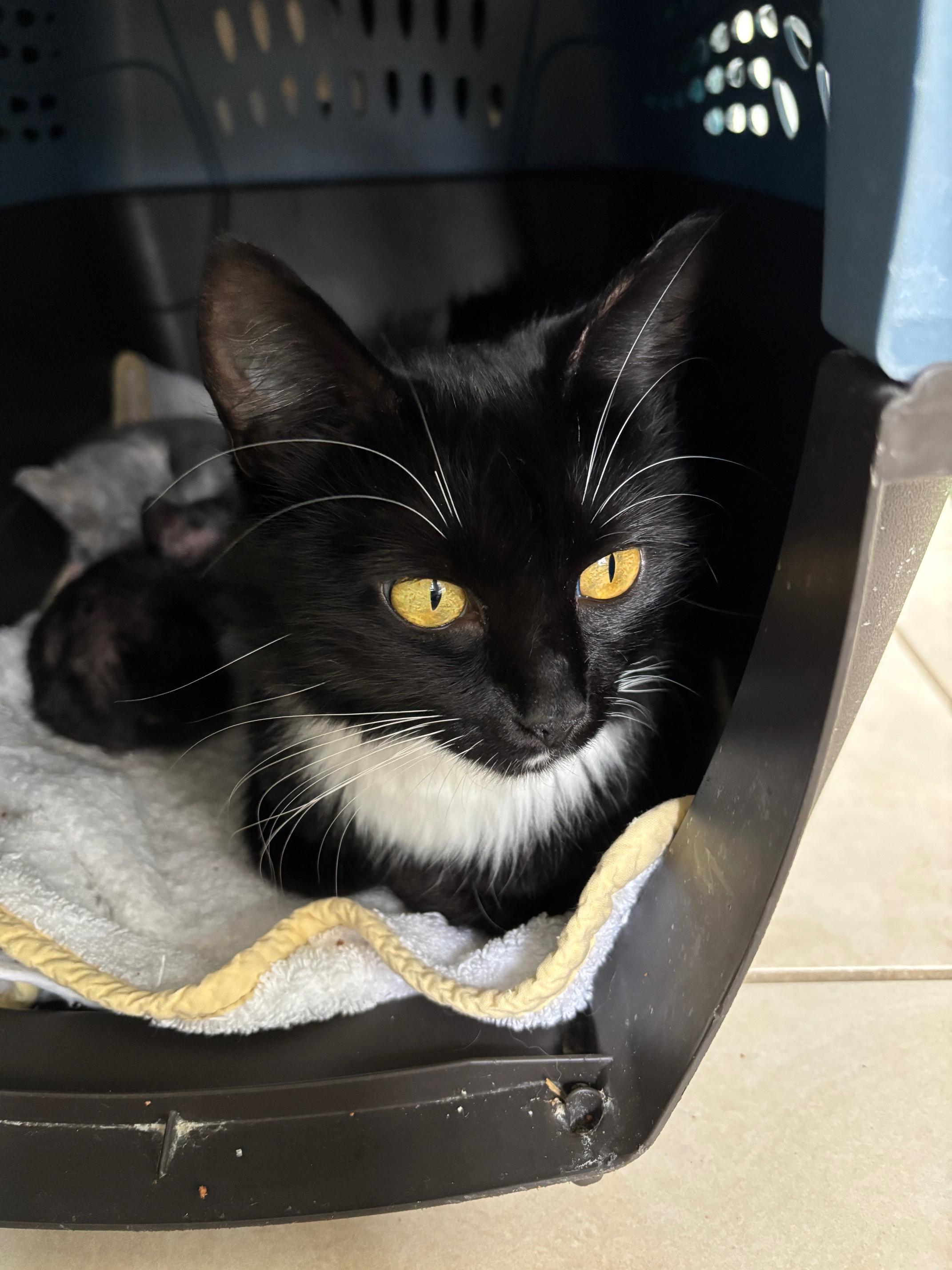 Enlarge Panda, a Adoptable Domestic Medium Hair in Marietta, GA image 6/6