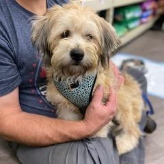 Enlarge Buster - ADOPTION PENDING, a Adopted mixed breed in Fowlerville, MI image 1/1