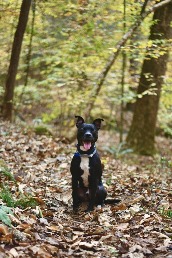 Tucker  photo 4