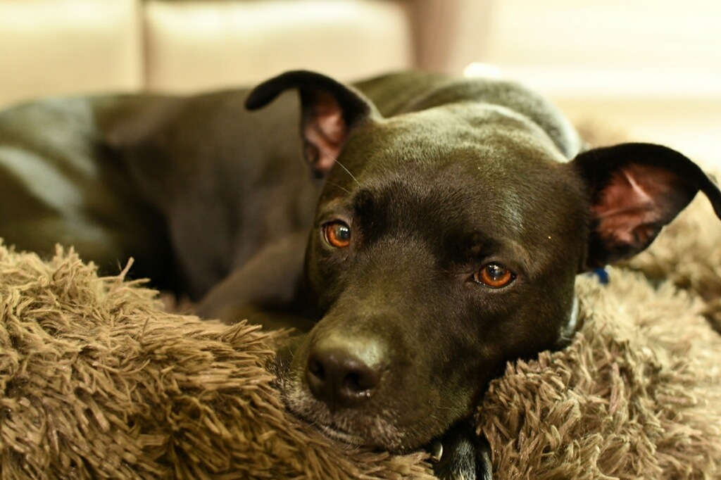 Tucker , a Adoptable mixed breed in Sanford, NC image 3/12