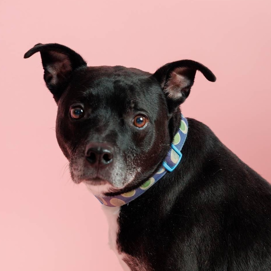 Enlarge Tucker , a Adoptable mixed breed in Sanford, NC image 1/6