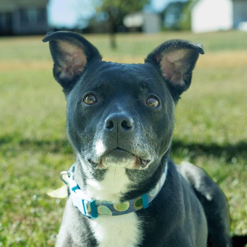 Enlarge Tucker , a Adoptable mixed breed in Sanford, NC image 2/6
