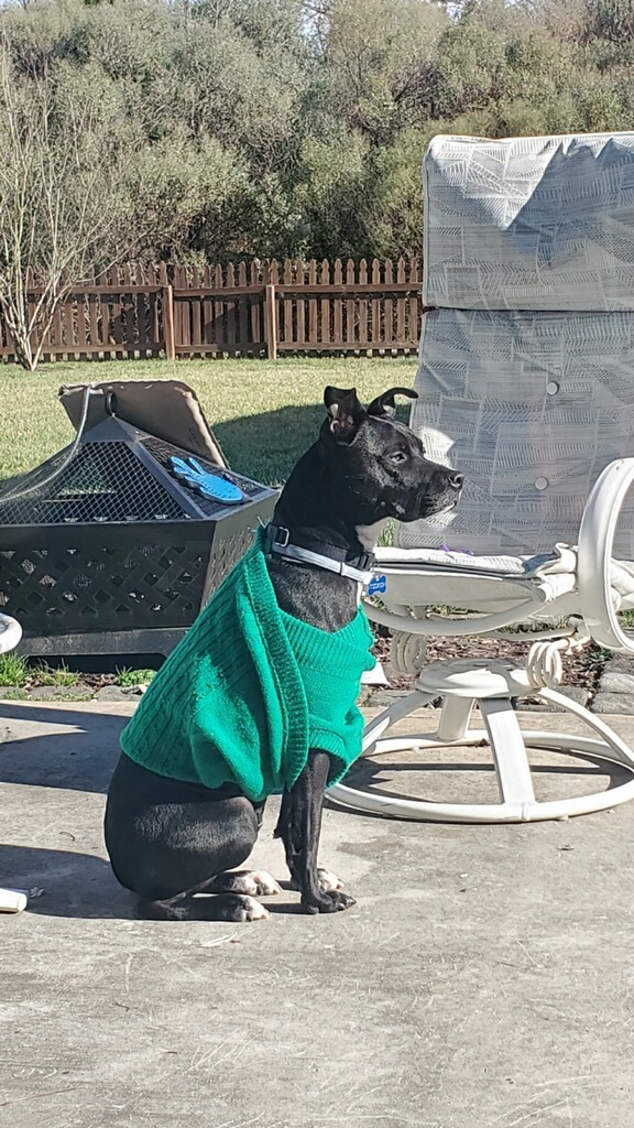 Tucker , a Adoptable mixed breed in Sanford, NC image 4/12