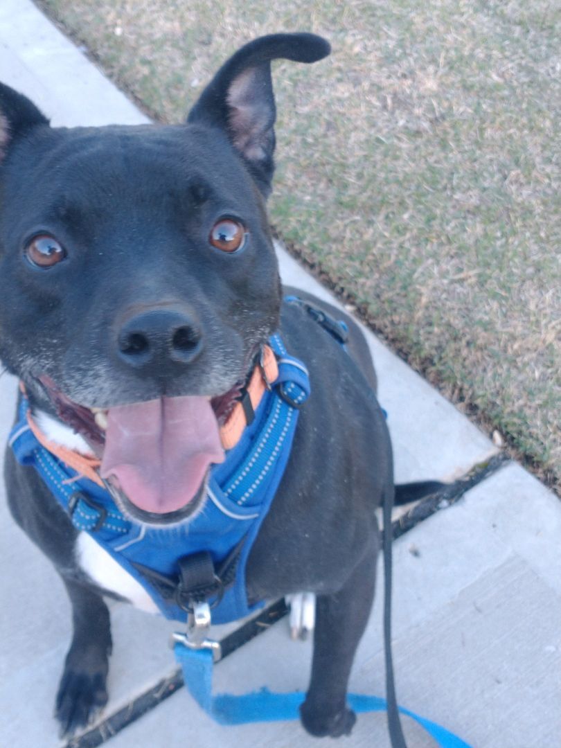 Tucker , an adoptable Terrier, Black Labrador Retriever in Sanford, NC, 27331 | Photo Image 1