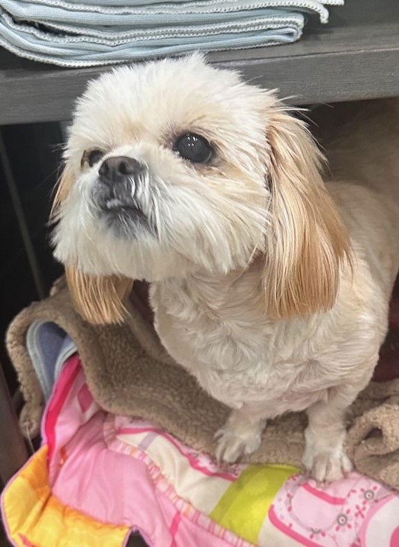 Queenie, a Adopted Shih Tzu in Locust Fork, AL image 1/3