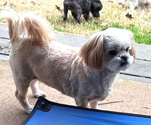 Queenie, a Adopted Shih Tzu in Locust Fork, AL image 2/3