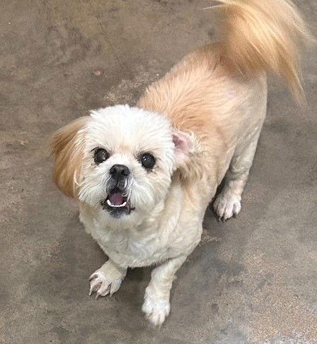 Queenie, a Adopted Shih Tzu in Locust Fork, AL image 3/3
