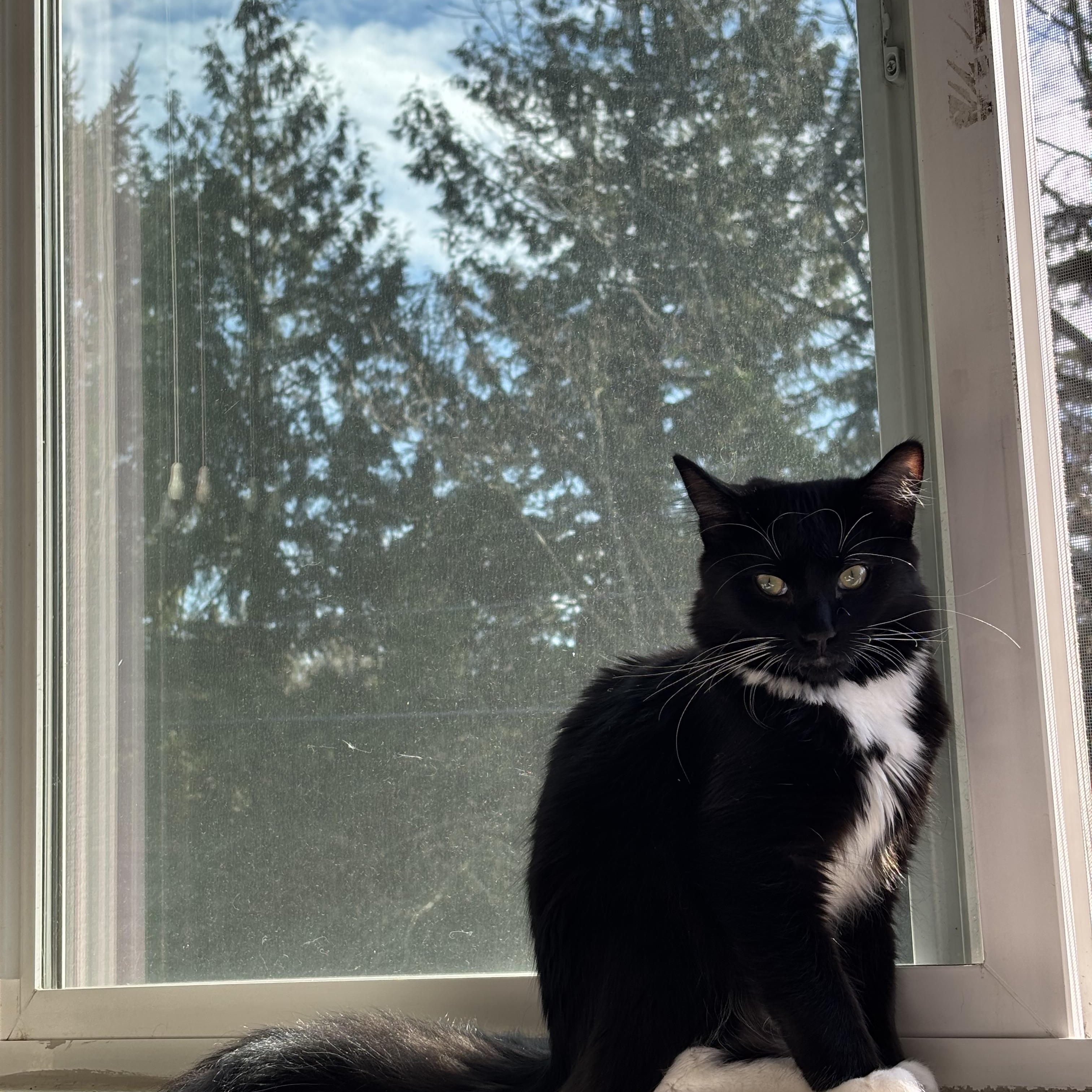 Orville, adopted, Kitten Male Domestic Medium Hair.