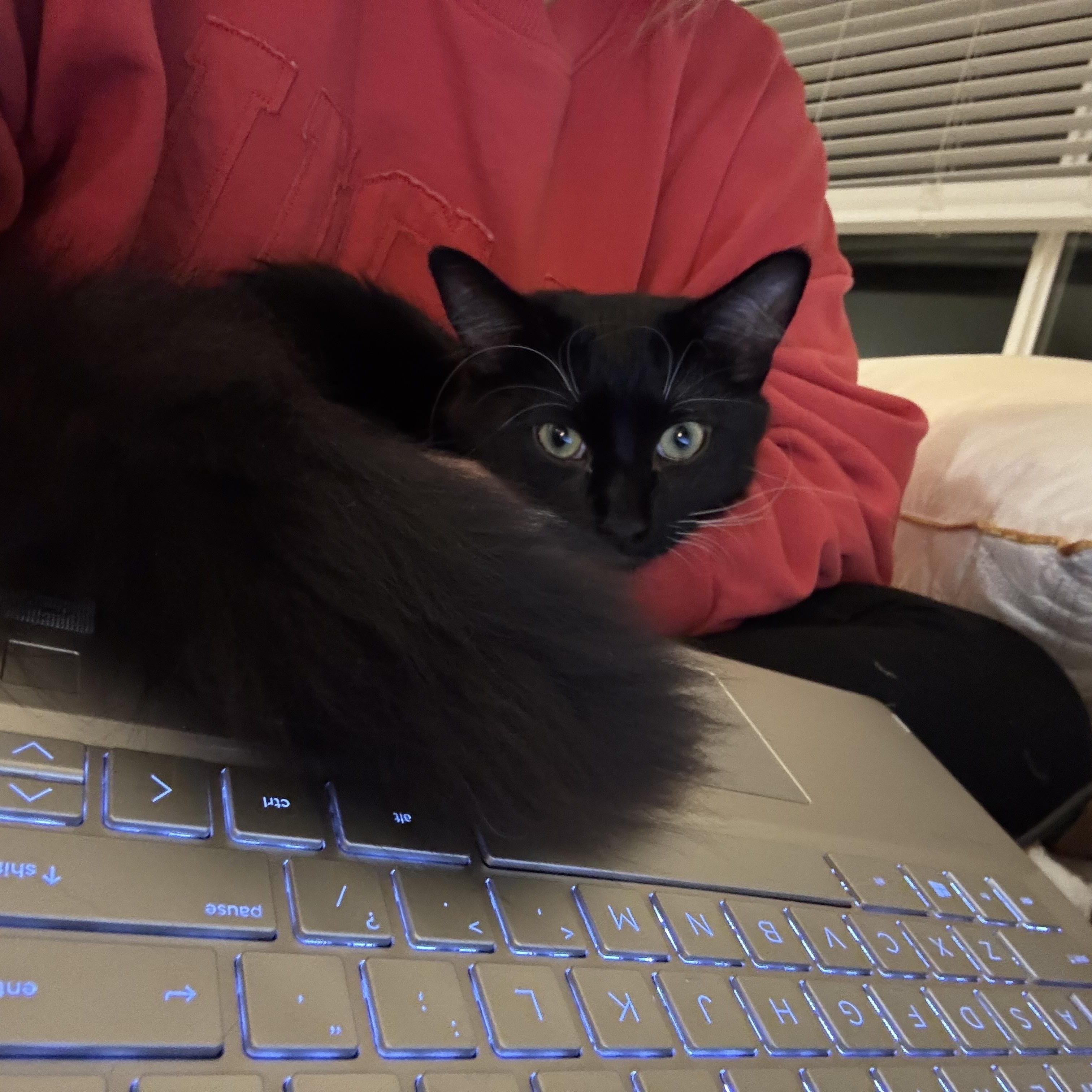 Orville, an adopted Domestic Medium Hair in Portland, OR image 3/6