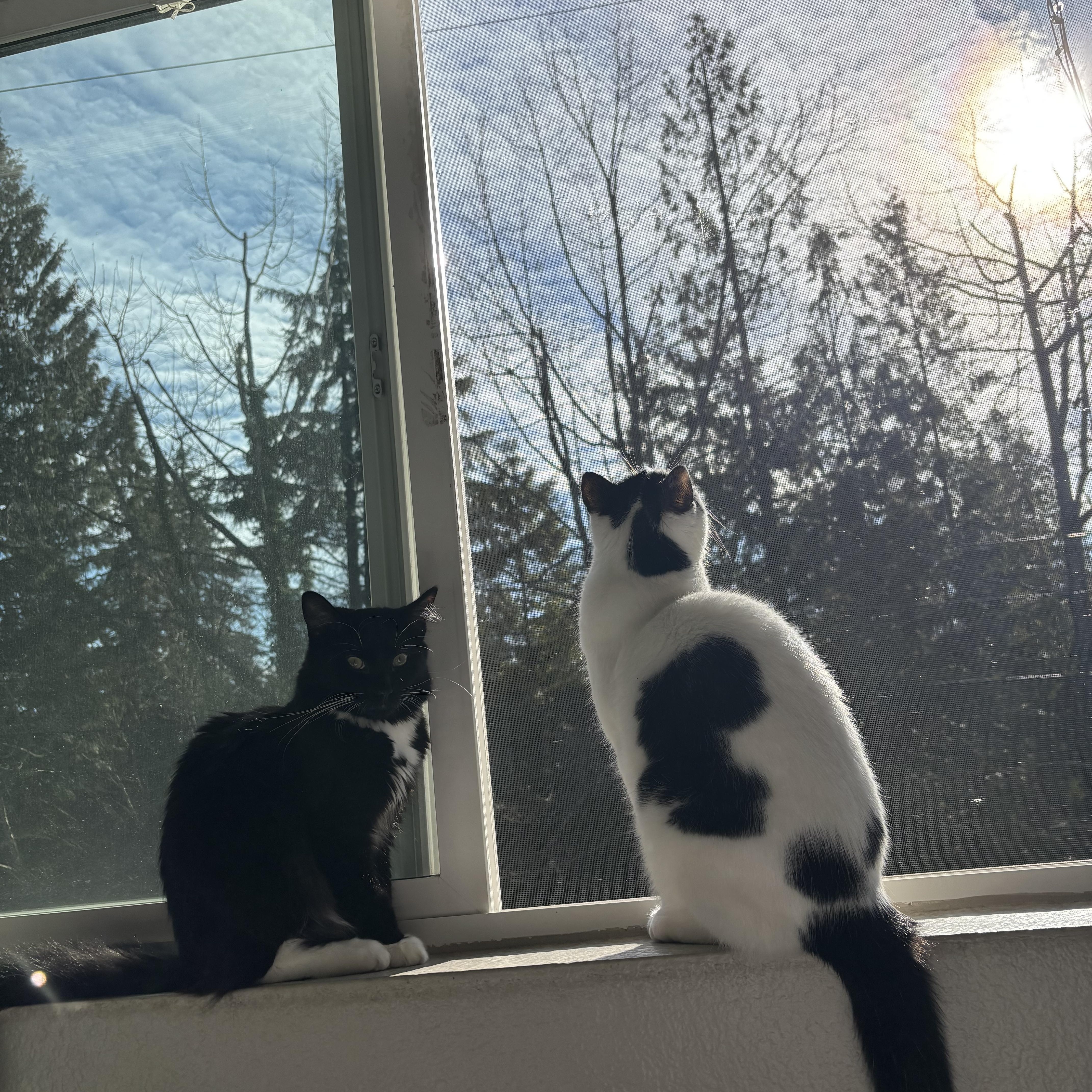 Orville, an adopted Domestic Medium Hair in Portland, OR image 5/6