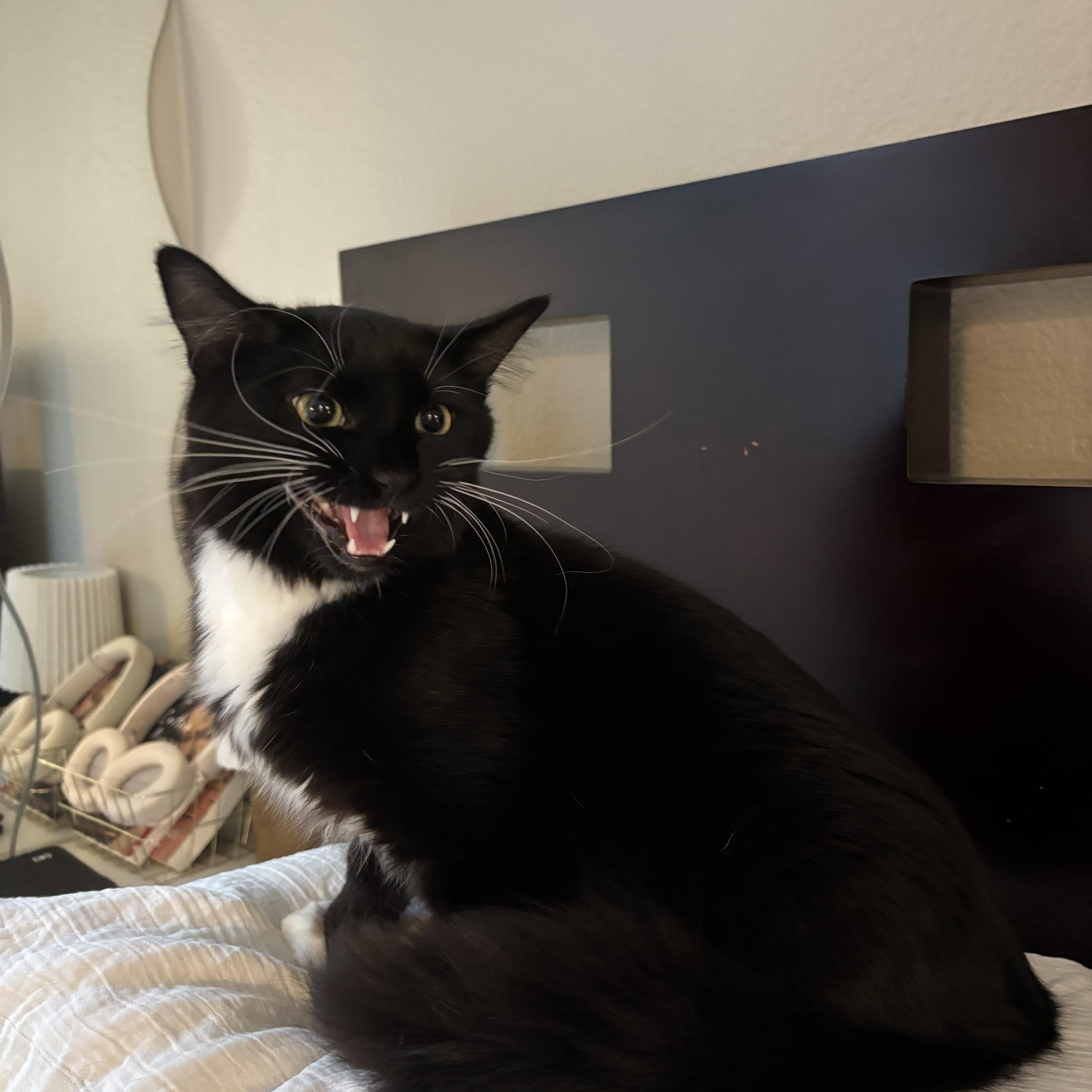 Orville, an adopted Domestic Medium Hair in Portland, OR image 4/6