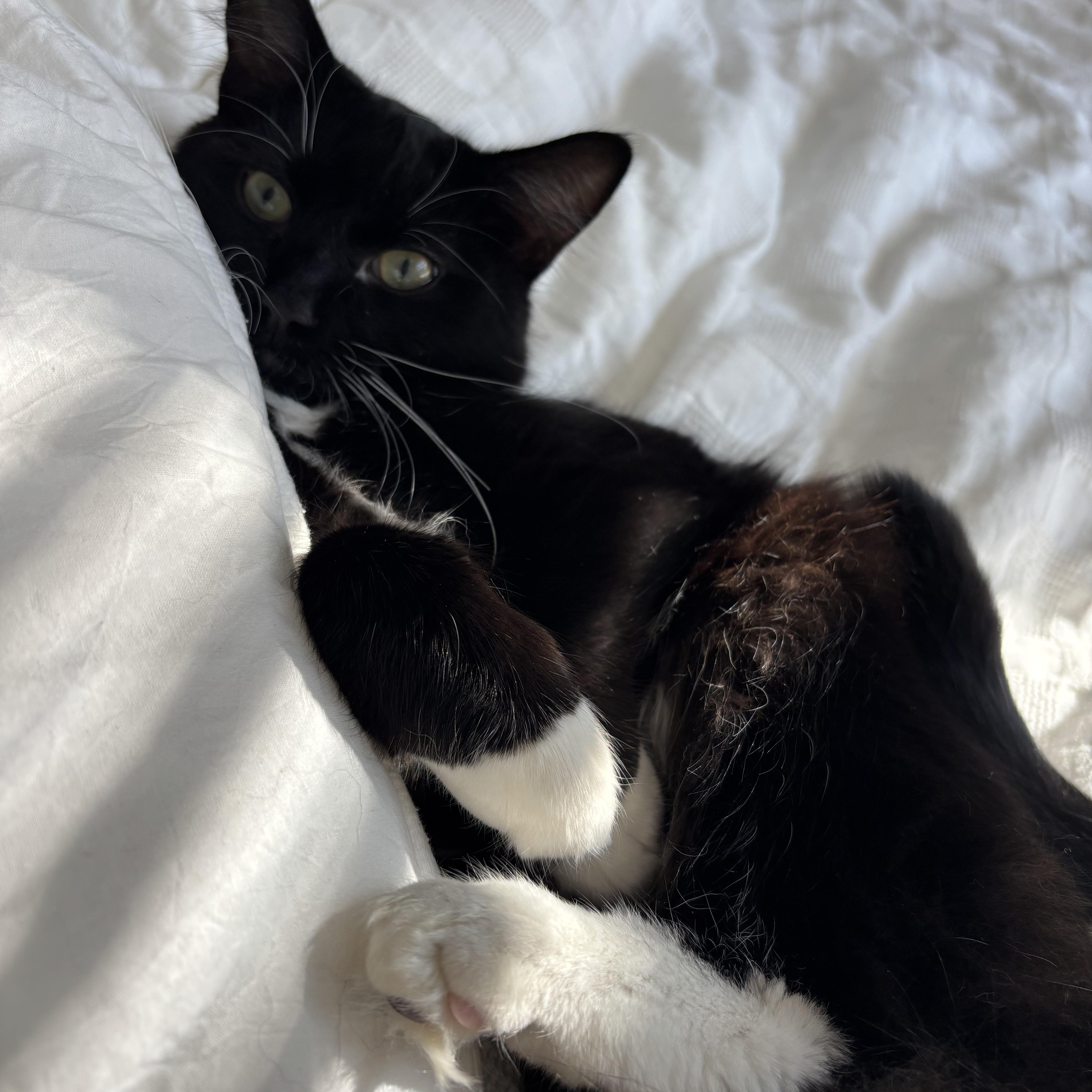Orville, an adopted Domestic Medium Hair in Portland, OR image 2/6