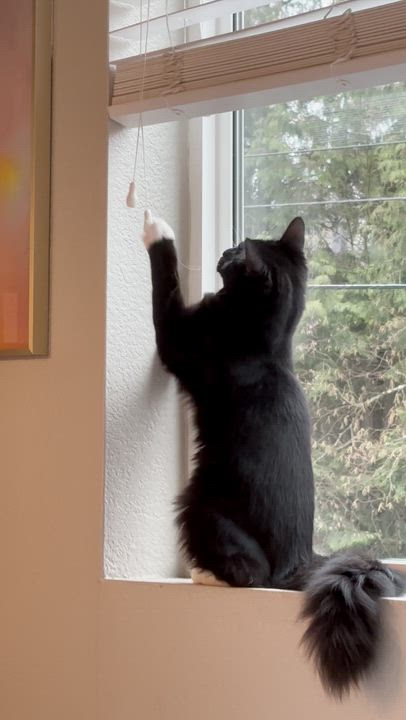 Enlarge Orville, an adopted Domestic Medium Hair in Portland, OR video 6/6