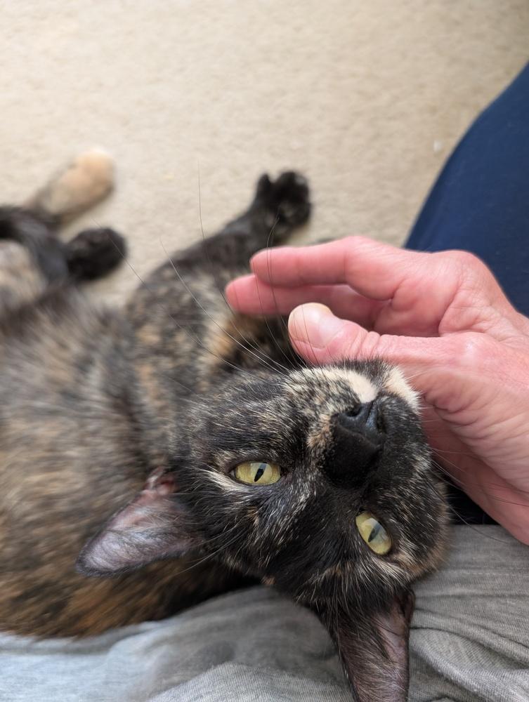 Saia, Adoptable, Adult Female Domestic Short Hair & Domestic Short Hair.