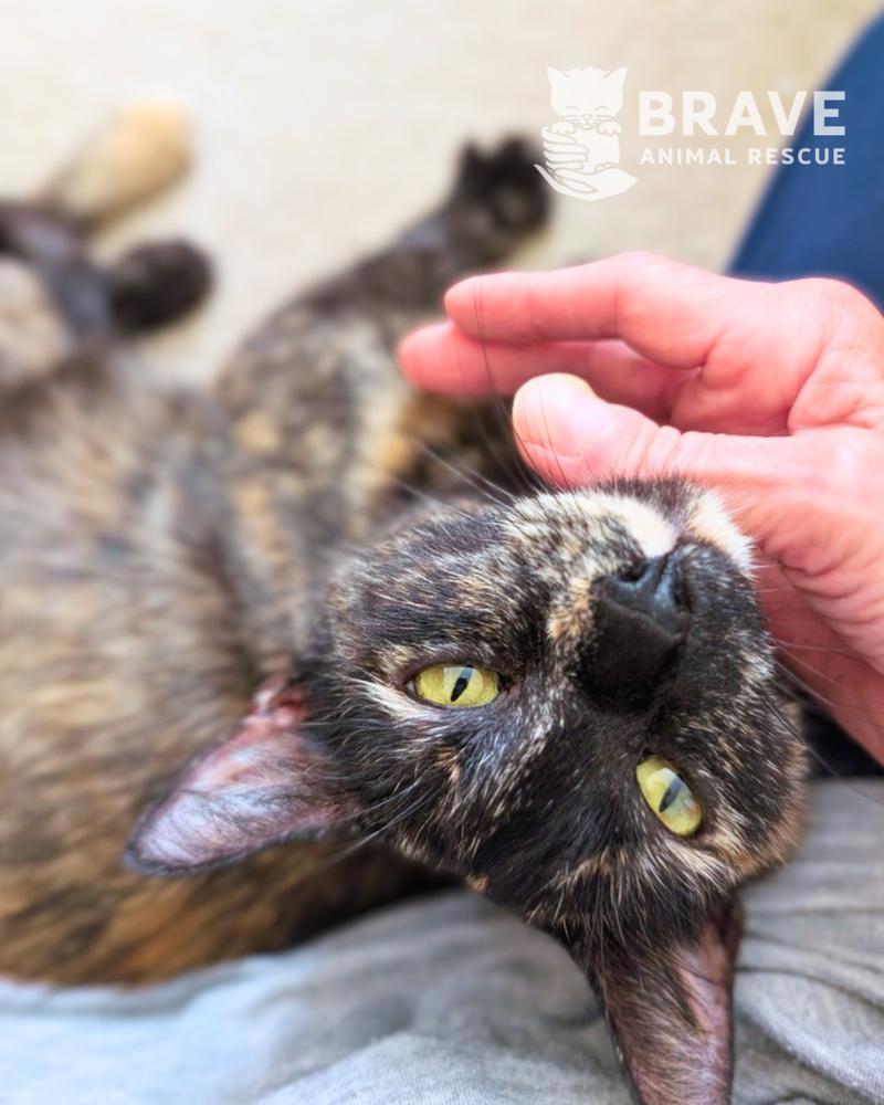 Saia, Adoptable, Adult Female Domestic Short Hair & Domestic Short Hair.