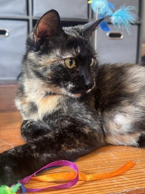 Enlarge Saia, a Adoptable mixed breed in Lincoln, NE image 2/6