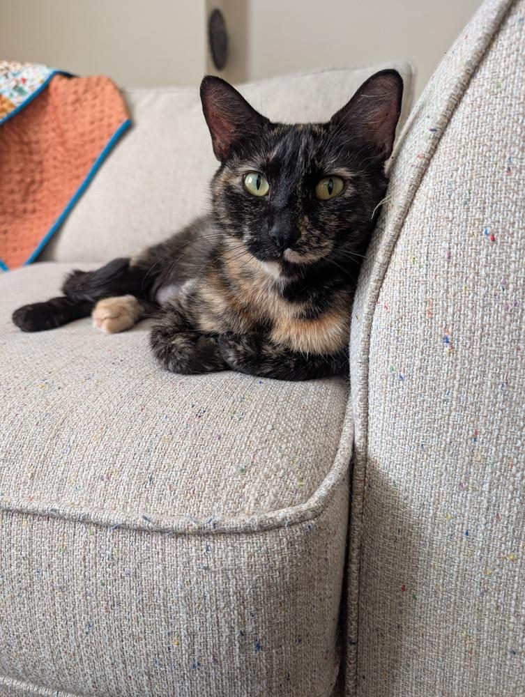 Enlarge Saia, a Adoptable mixed breed in Lincoln, NE image 3/6