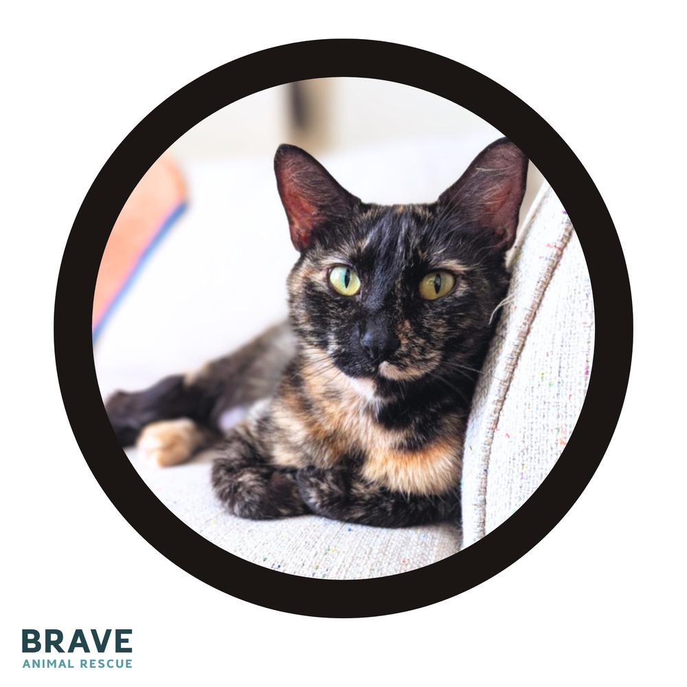 Saia, a Adoptable mixed breed in Lincoln, NE image 3/6