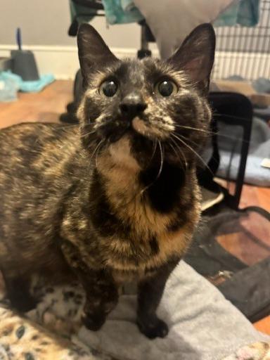 Enlarge Saia, a Adoptable mixed breed in Lincoln, NE image 5/6
