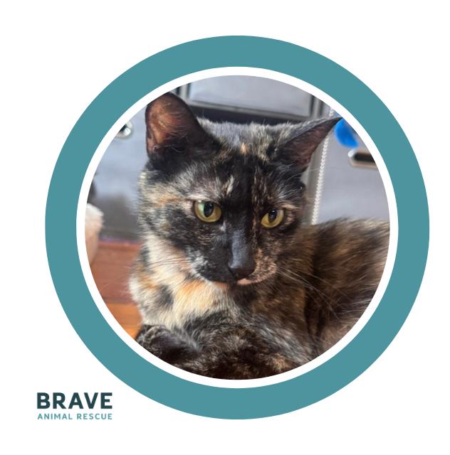 Enlarge Saia, a Adoptable mixed breed in Lincoln, NE image 6/6