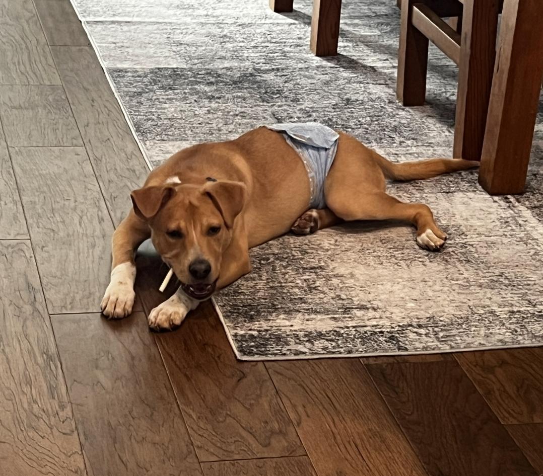 Enlarge KNOX, a ADOPTABLE Mixed Breed in ROWLETT, TX image 3/5