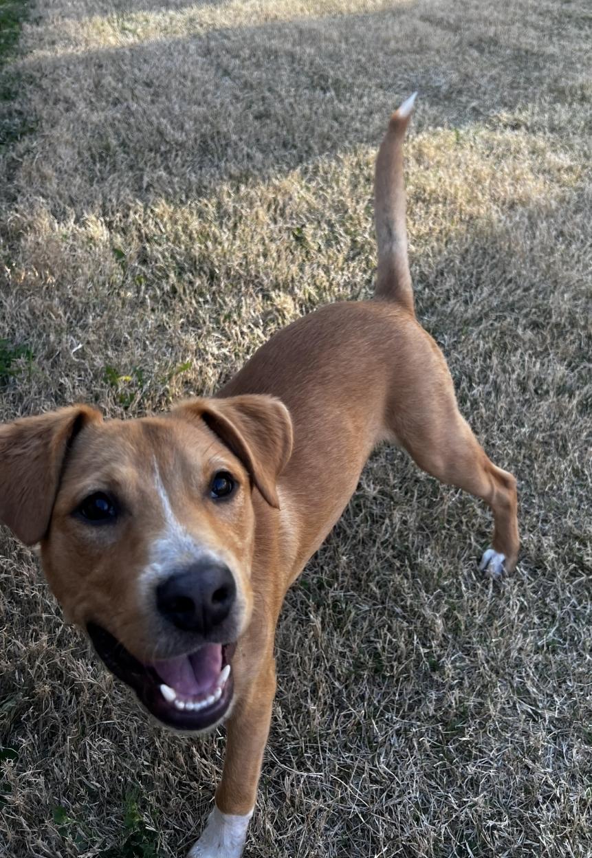 Enlarge KNOX, a ADOPTABLE Mixed Breed in ROWLETT, TX image 5/5