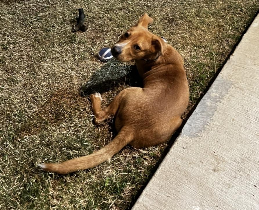 Enlarge KNOX, a ADOPTABLE Mixed Breed in ROWLETT, TX image 4/5