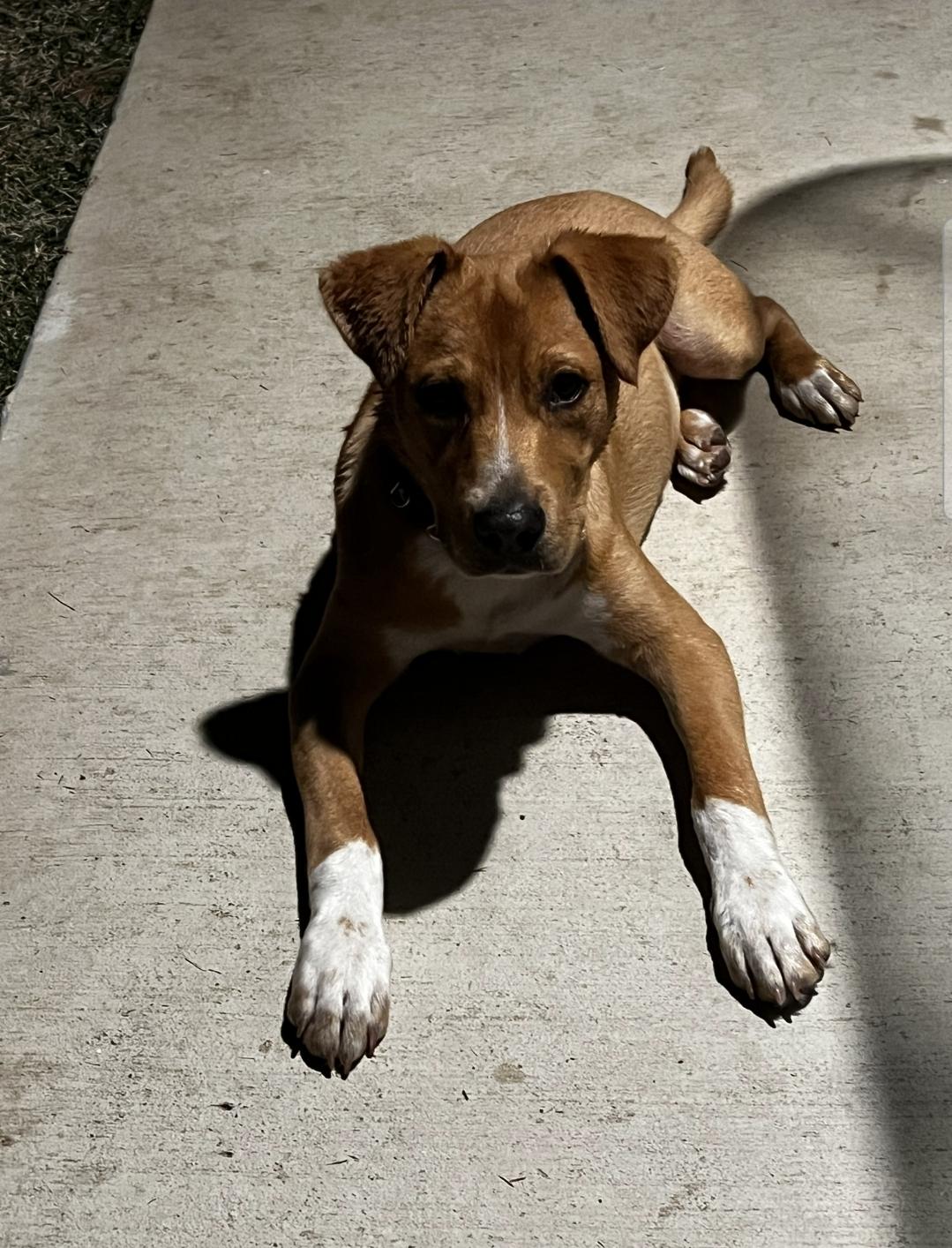 Enlarge KNOX, a ADOPTABLE Mixed Breed in ROWLETT, TX image 1/5