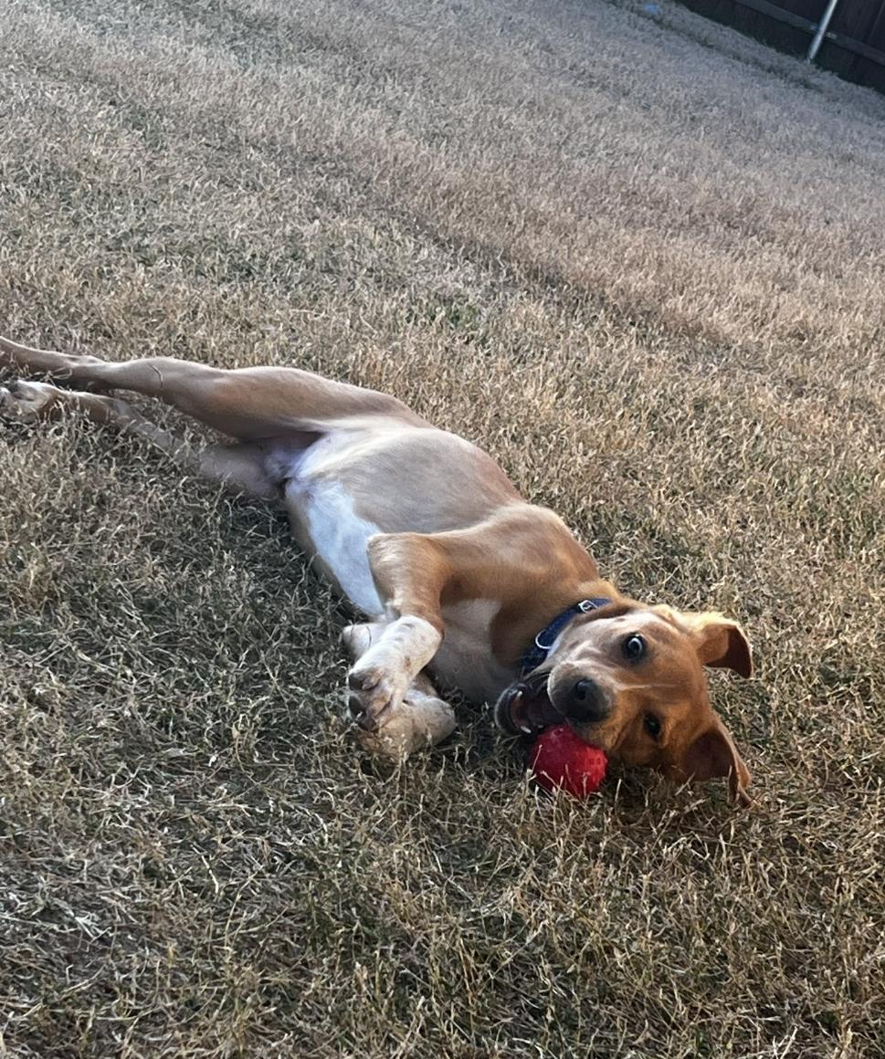 Enlarge KNOX, a ADOPTABLE Mixed Breed in ROWLETT, TX image 2/5