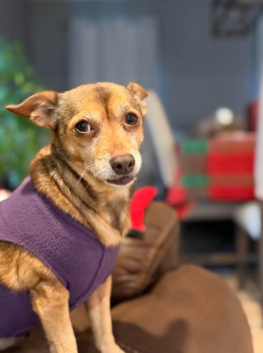 Enlarge Milly Adopted, a Adopted Chihuahua in Cranston, RI image 1/3