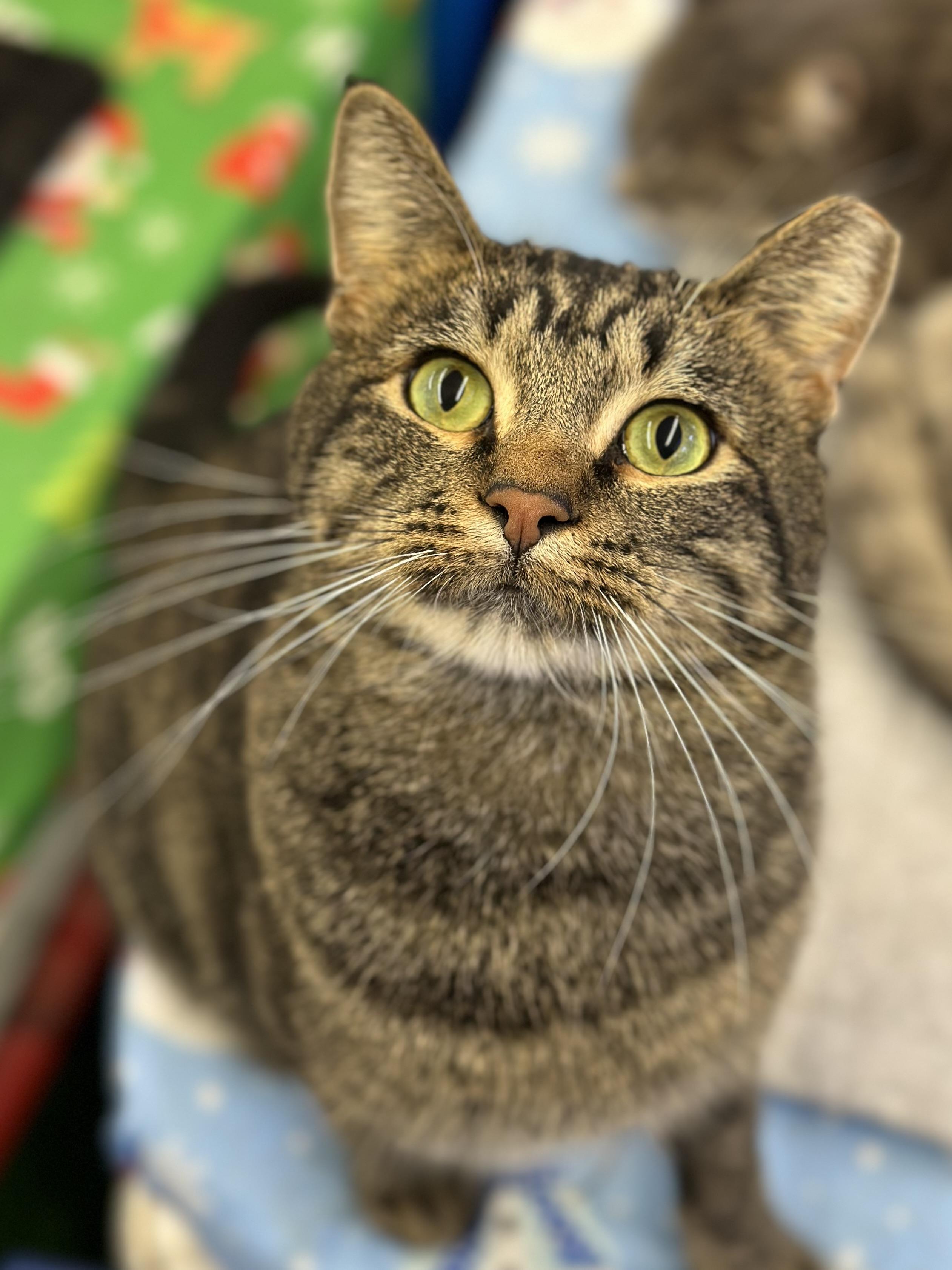 Enlarge Kahuna, a ADOPTABLE Domestic Short Hair in Faribault, MN image 3/6
