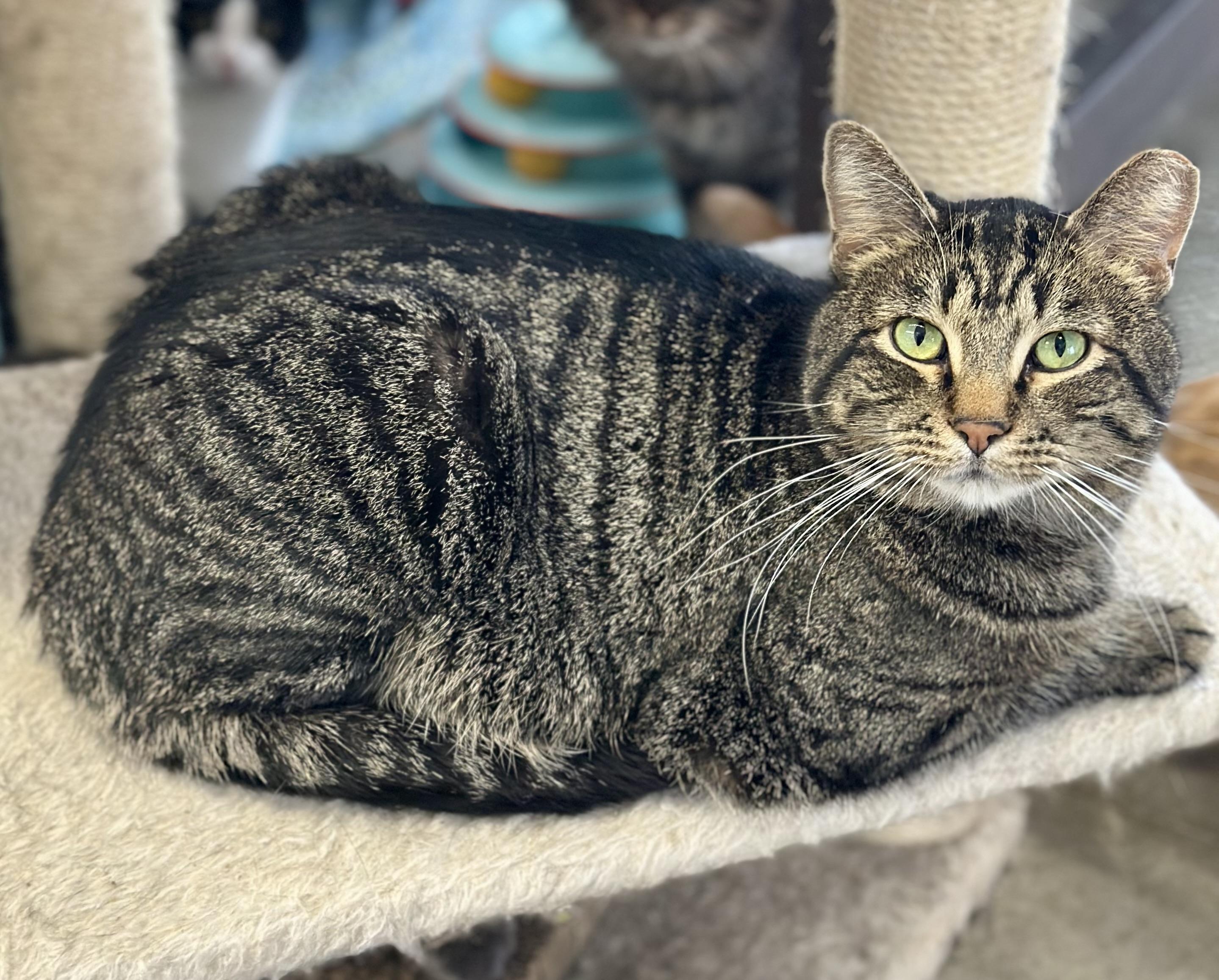 Enlarge Kahuna, a ADOPTABLE Domestic Short Hair in Faribault, MN image 4/6