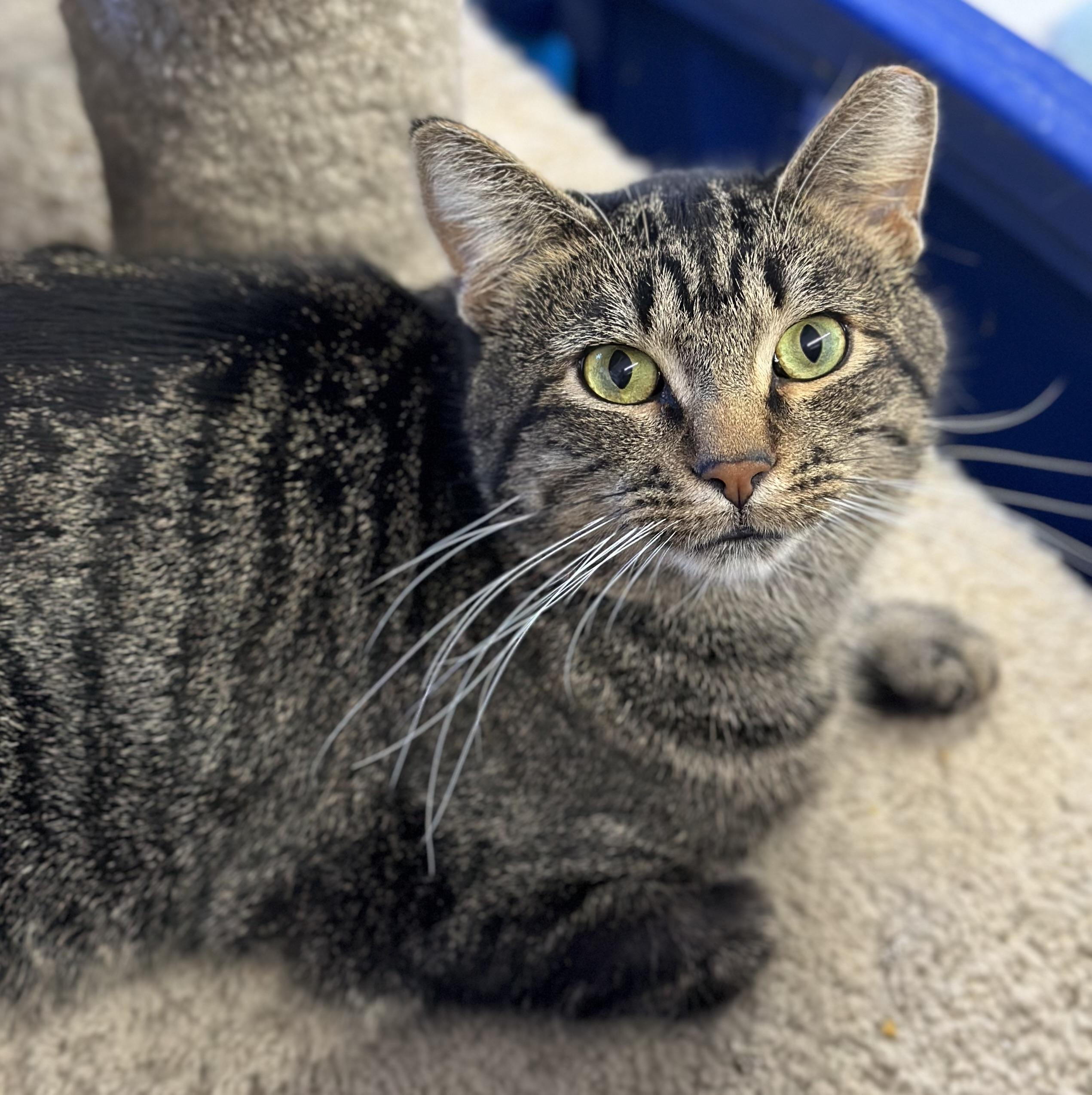 Enlarge Kahuna, a ADOPTABLE Domestic Short Hair in Faribault, MN image 5/6