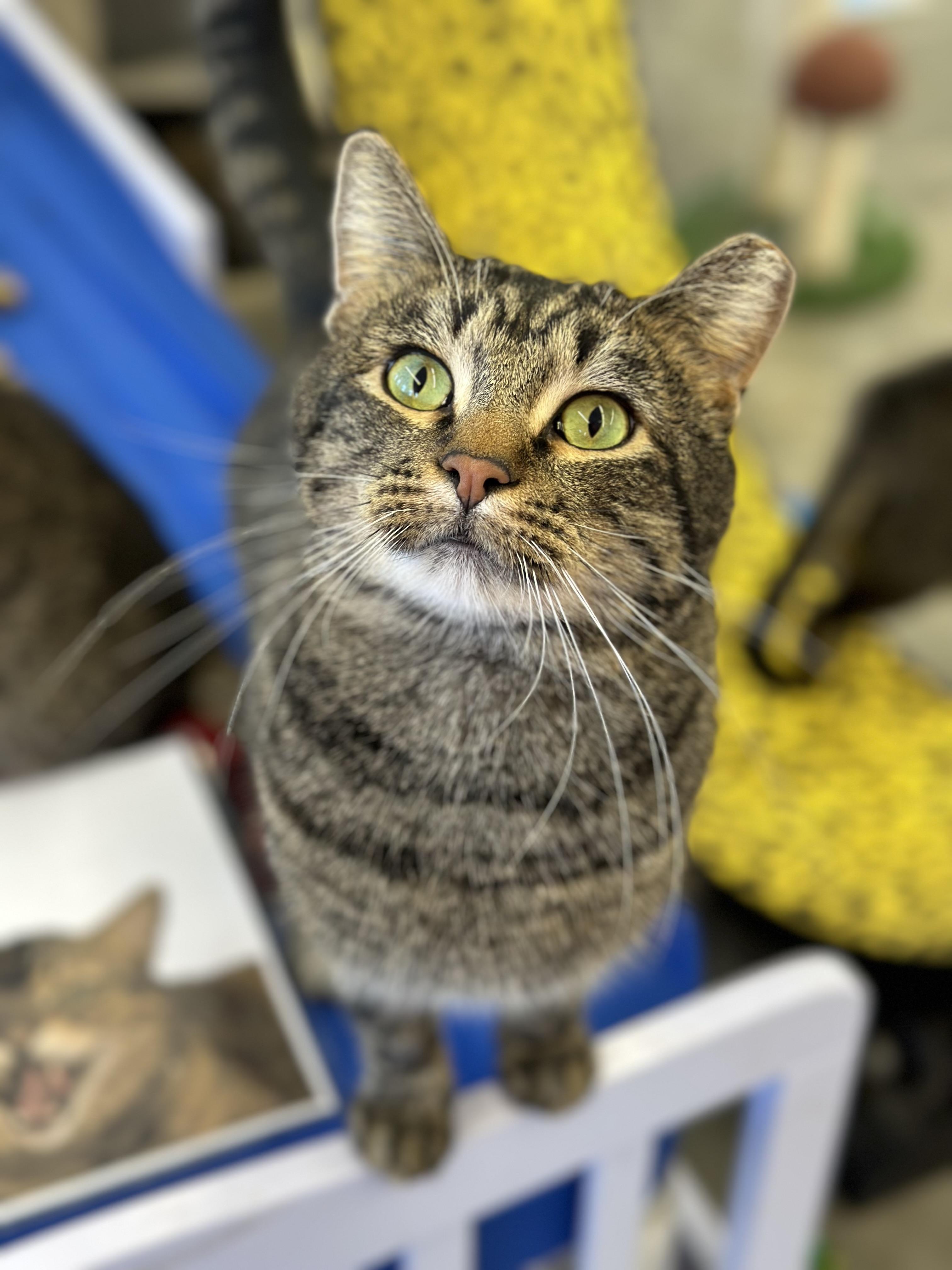 Kahuna, ADOPTABLE, Adult Male Domestic Short Hair.