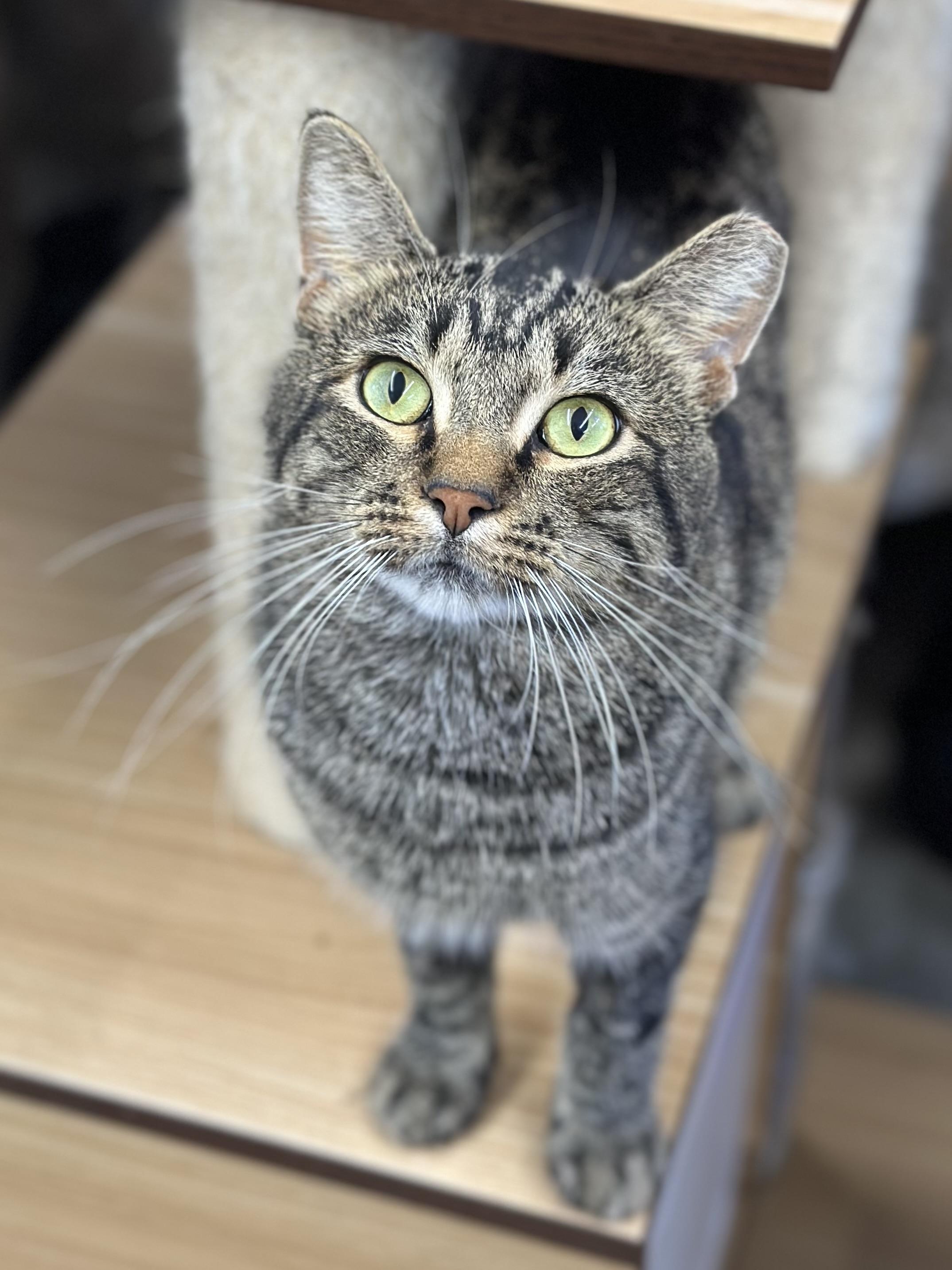 Enlarge Kahuna, a ADOPTABLE Domestic Short Hair in Faribault, MN image 6/6