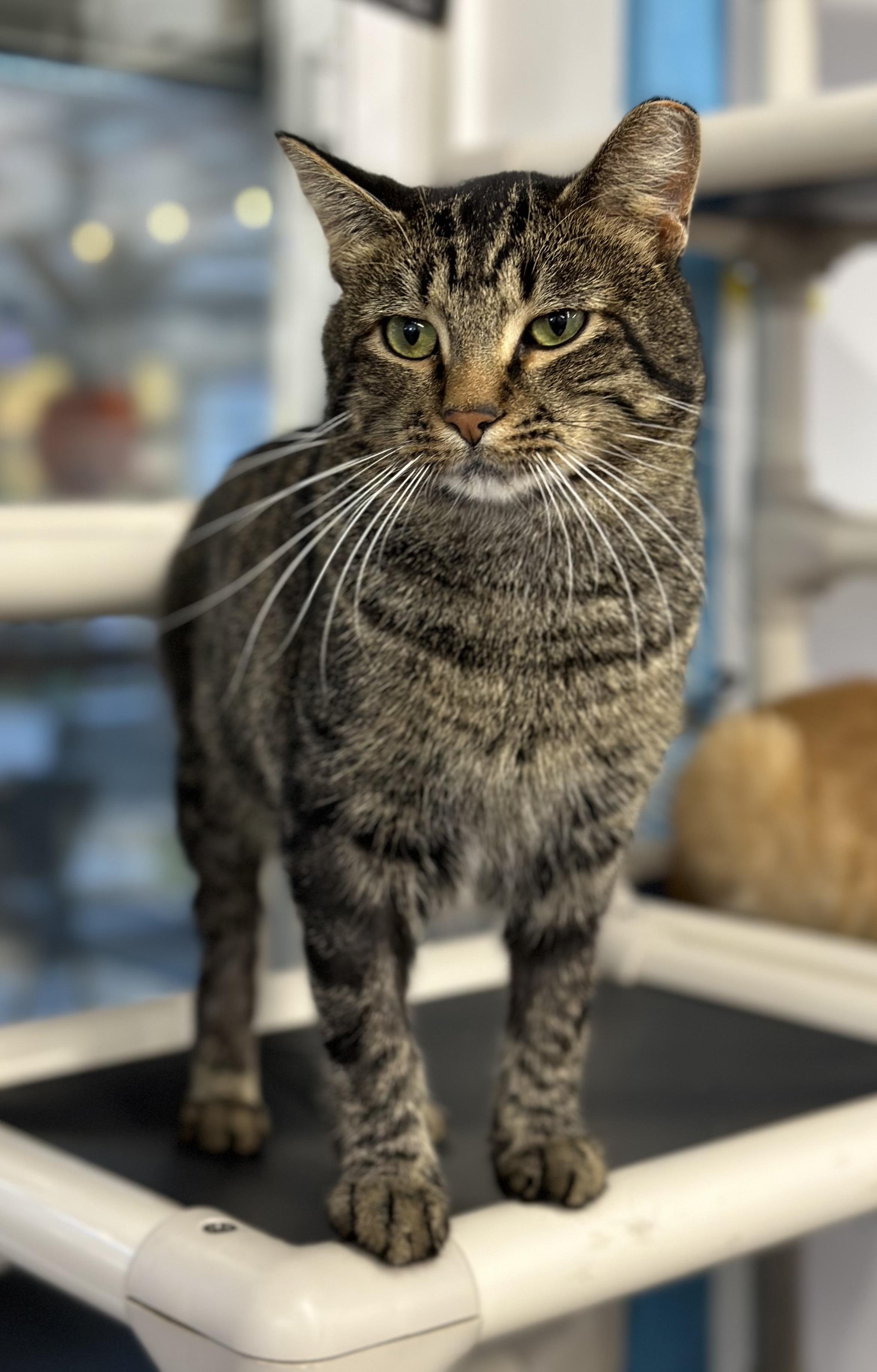 Enlarge Kahuna, a ADOPTABLE Domestic Short Hair in Faribault, MN image 2/6
