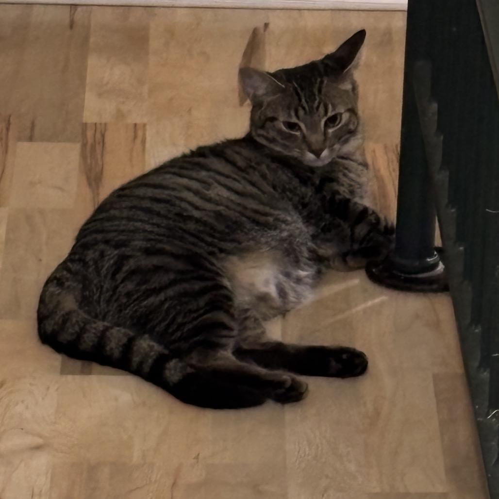Enlarge Nina, a Adoptable Domestic Short Hair in Greenfield, IN image 1/3