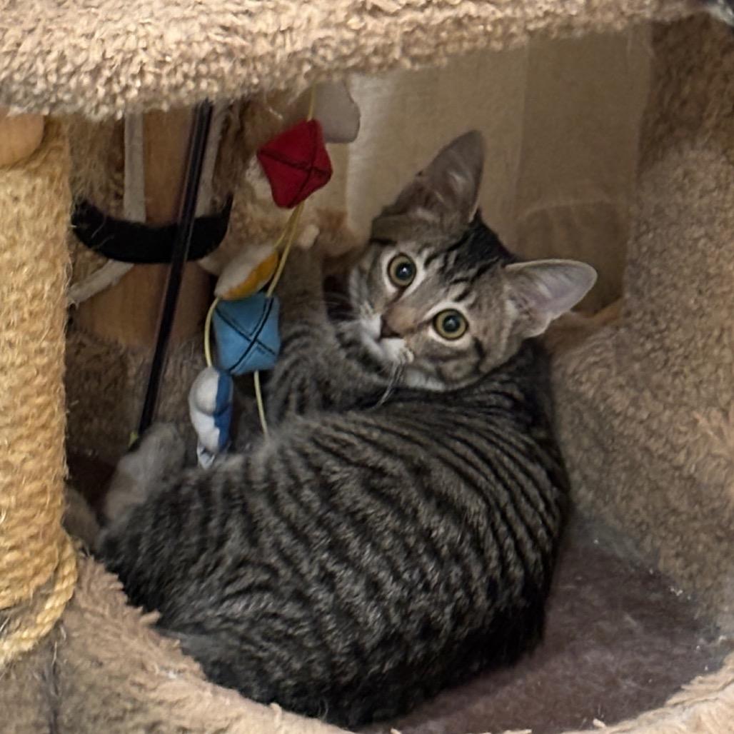 Enlarge Nina, a Adoptable Domestic Short Hair in Greenfield, IN image 2/3