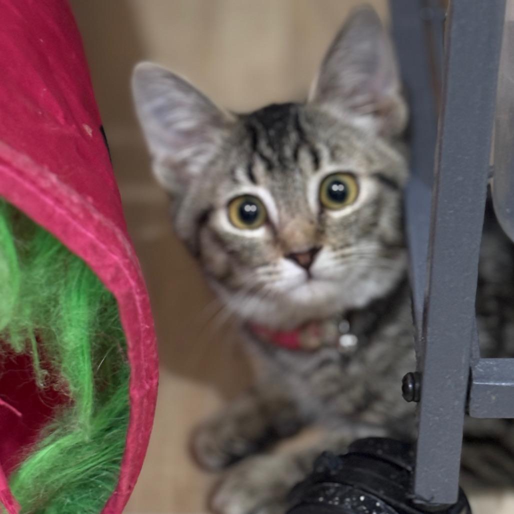 Enlarge Nina, a Adoptable Domestic Short Hair in Greenfield, IN image 3/3