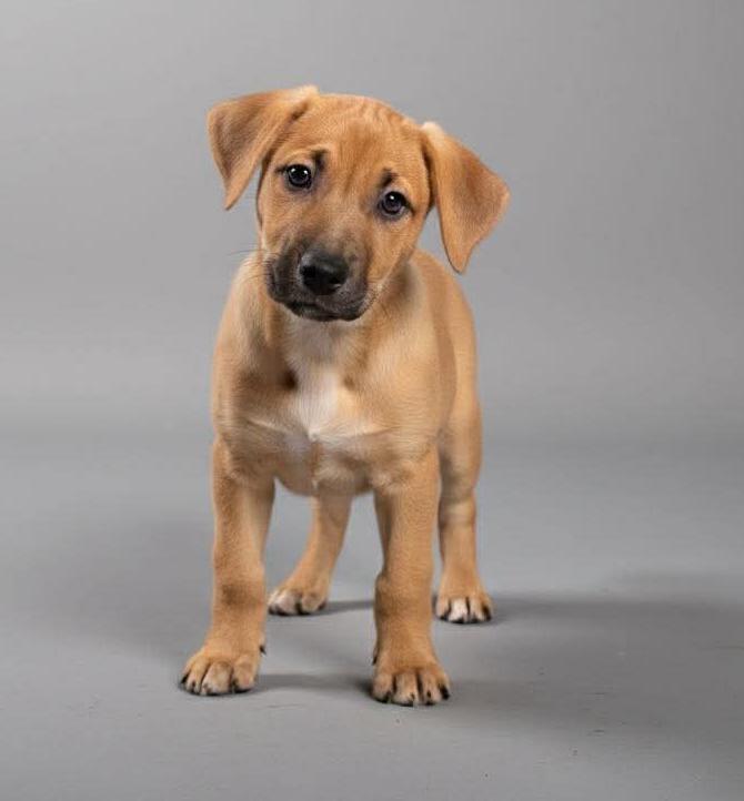 Misschief thumbnail 4