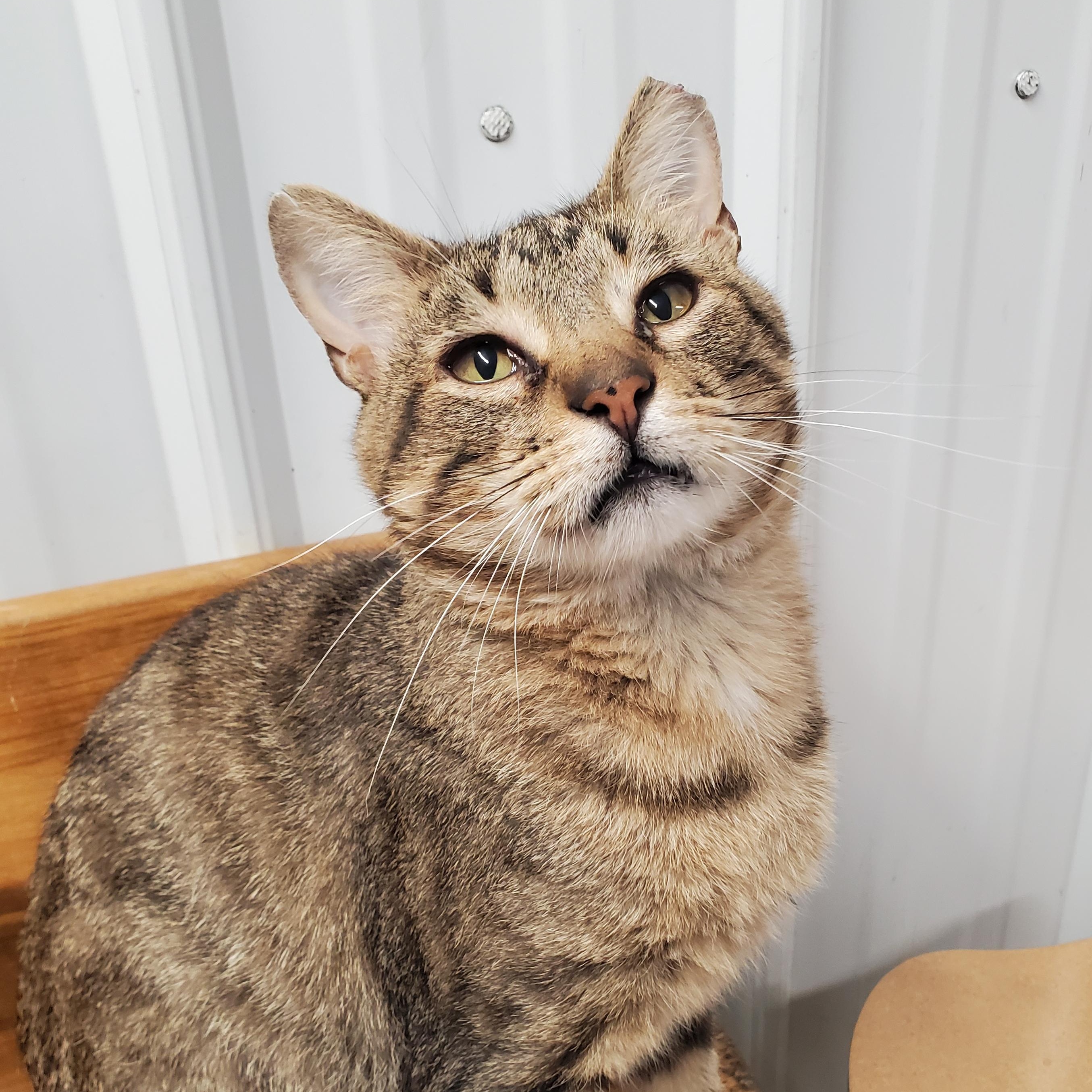 Davey, ADOPTABLE, Young Male Domestic Short Hair.