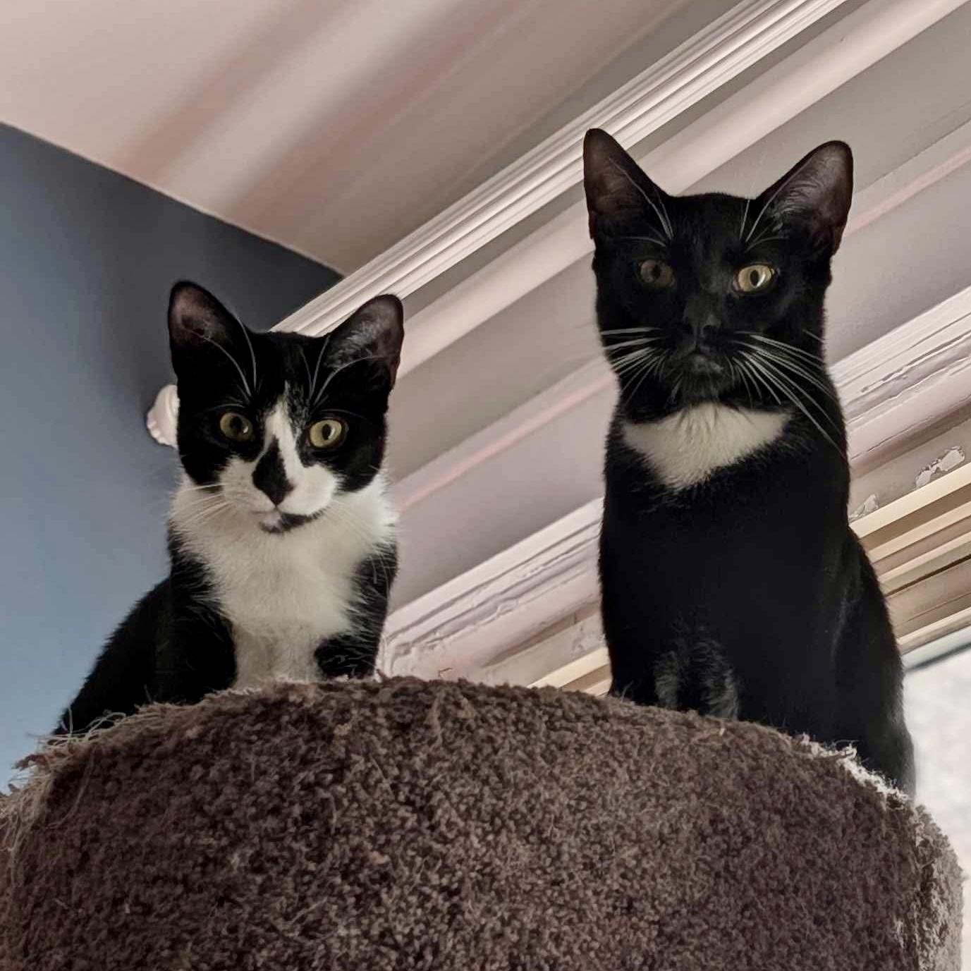 Noah and Wyle - Prime Time Pals!
