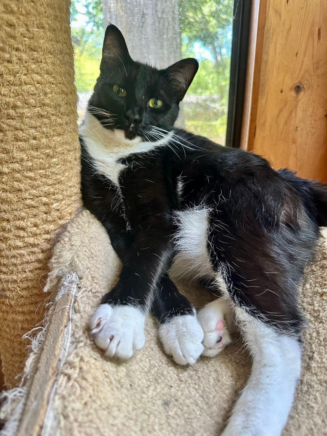 Enlarge Gomez, a Adoptable Tuxedo in Columbia, SC image 1/4