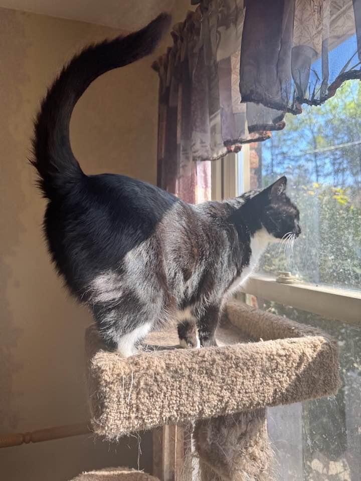 Enlarge Gomez, a Adoptable Tuxedo in Columbia, SC image 3/4