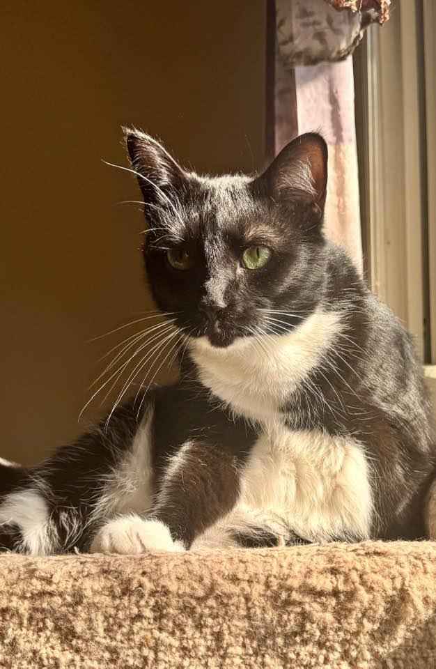 Enlarge Gomez, a Adoptable Tuxedo in Columbia, SC image 4/4