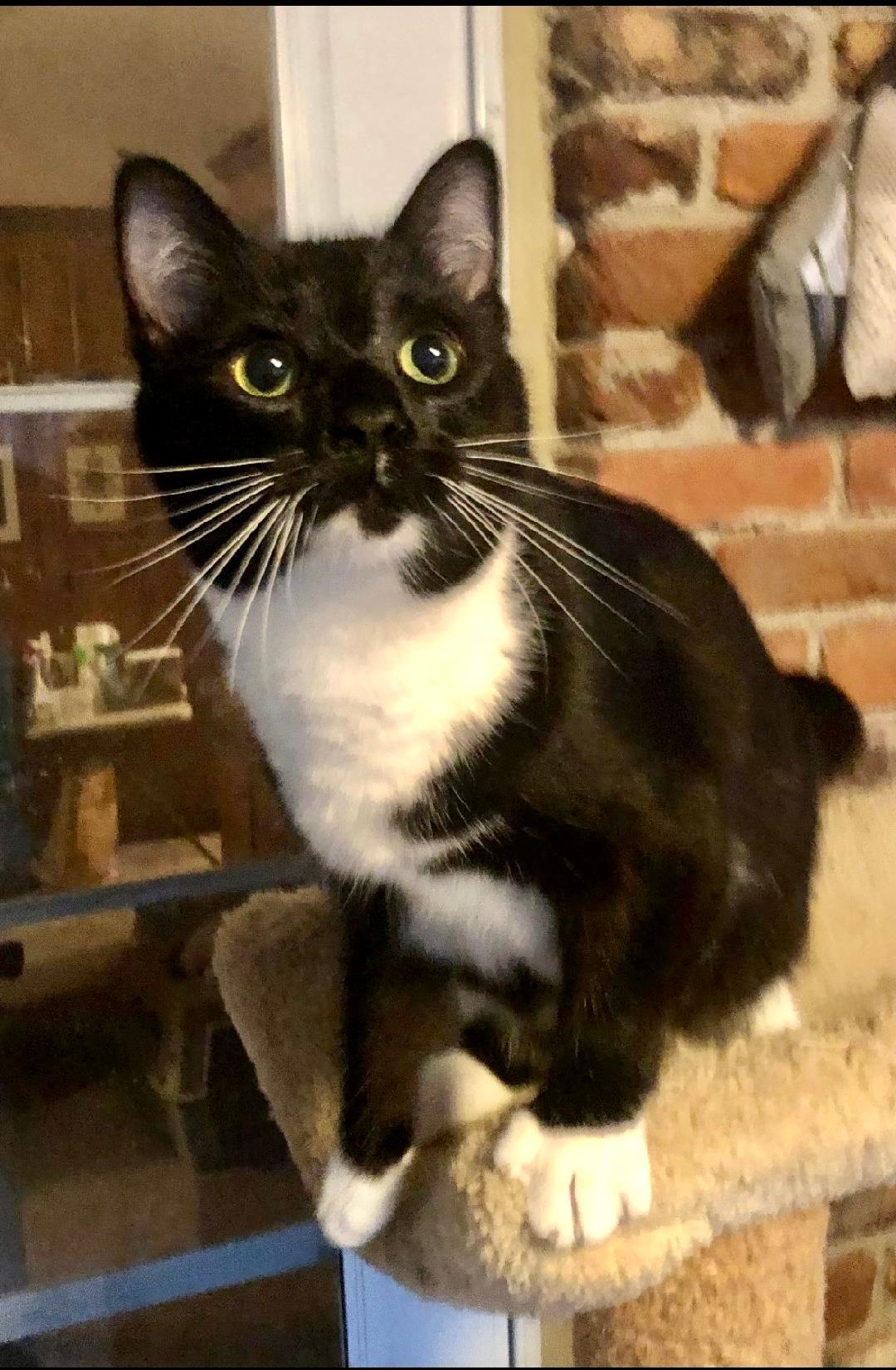 Enlarge Gomez, a Adoptable Tuxedo in Columbia, SC image 2/4