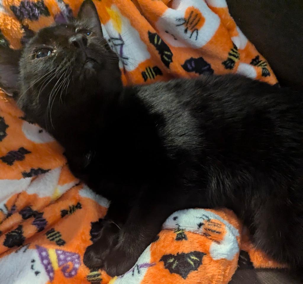 Enlarge Gretal, a Adoptable mixed breed in Grovetown, GA image 1/1